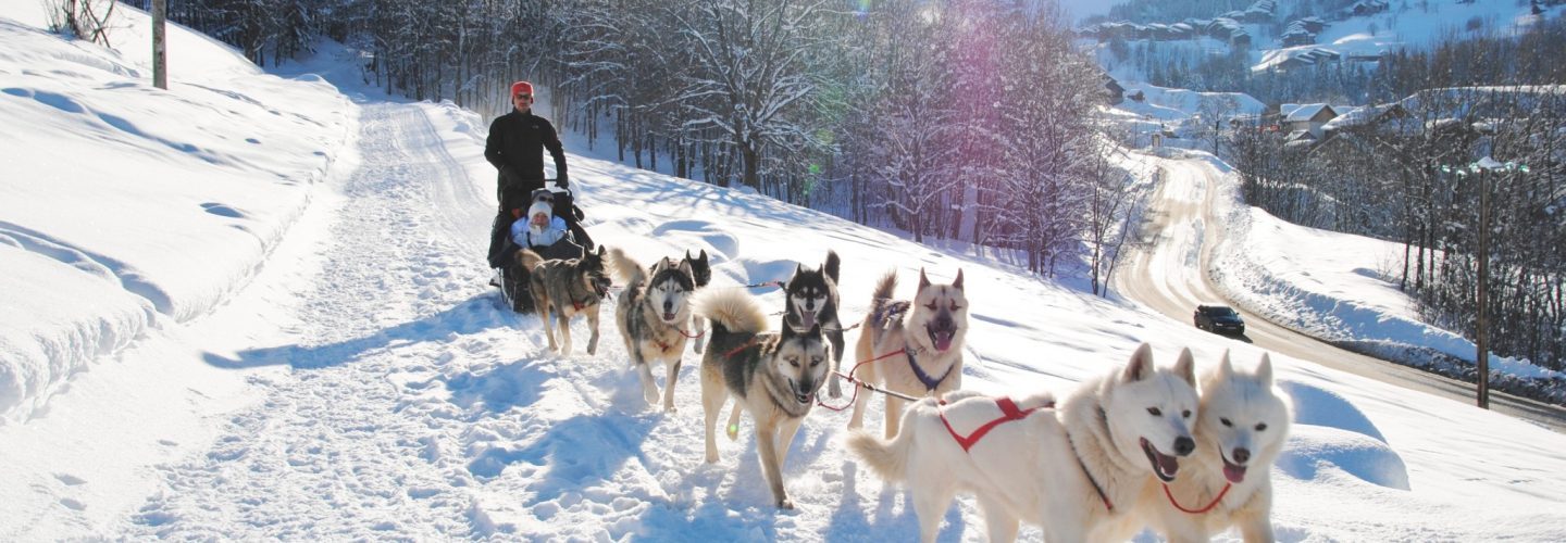 chiens de traineau