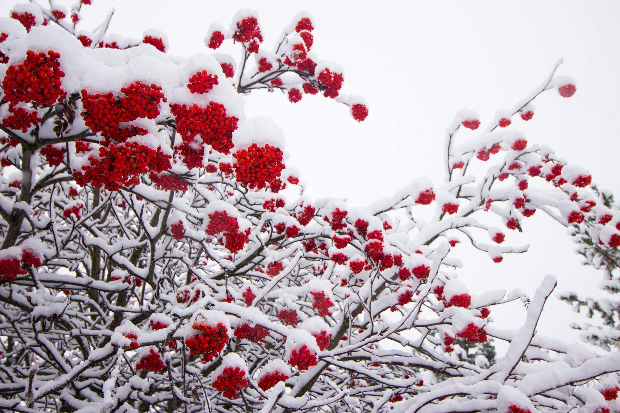 Big Snowfall Across European Ski Areas