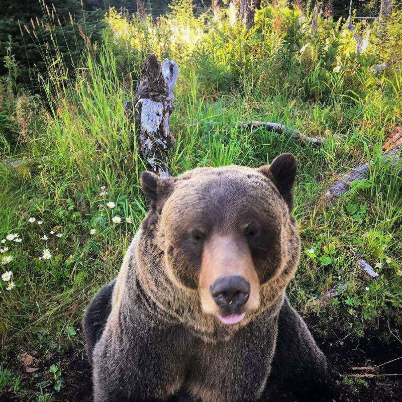 Bear’s Behaviour Means its Going to be a Snowy Winter Canadian Resort Hopes