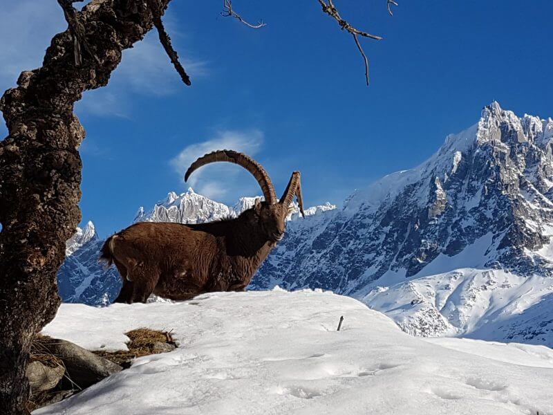 Chamonix-Mont-Blanc Looks At Its Heritage and Builds For The Future