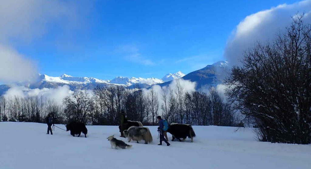 Swiss Yak Hikes