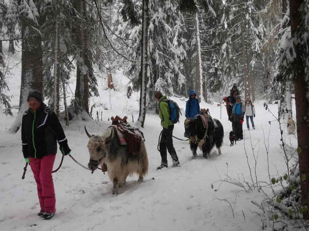 Swiss Yak Hikes